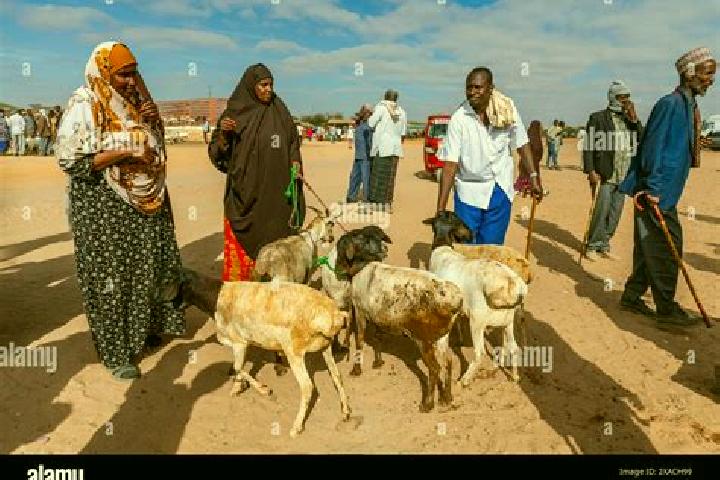 Piper, 31 — Escort in Burao, Somalia
