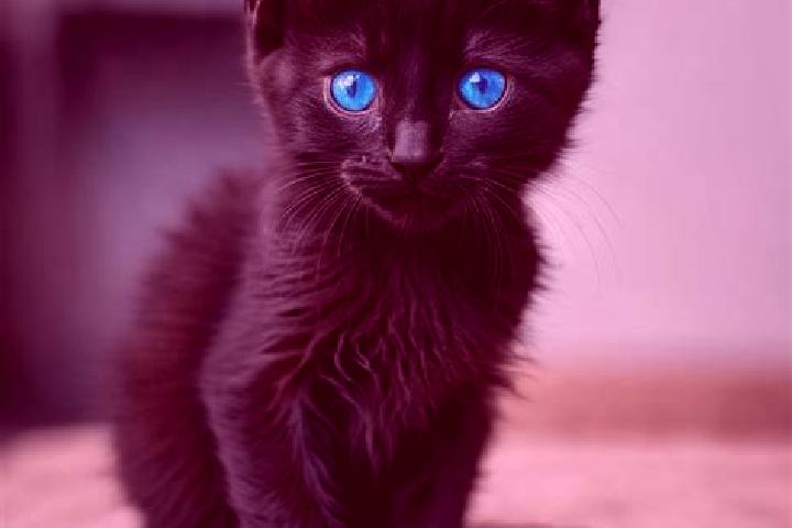 Piper, 37, a black blue-eyed mediterranean companion based in Oni. Offering Girlfriend Experience, OWO, Fetish. Available for incall and outcall, day and eve...