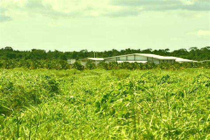 Quinn, 23 — Escort in Guinea Grass, Belize