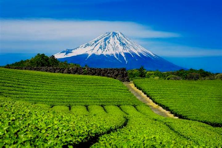 Quinn, 38 — Escort in Shizuoka, Japan