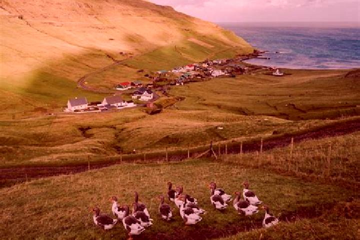 Quinn, 39 — Escort in Nordragota, Faroe Islands