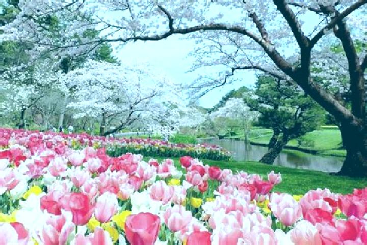 Rose, 20 — Escort in Hamamatsu, Japan