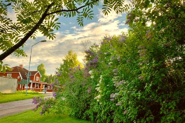 Rose, 21 — Escort in Ornaes, Sweden
