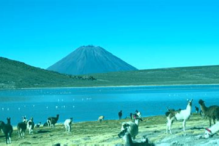 Rose, 22 — Escort in Las Salinas, Peru