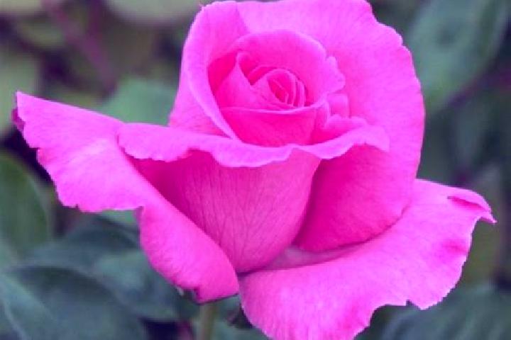 Rose, 23 — Escort in Huish, United Kingdom