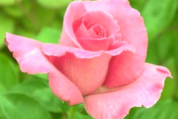 Rose, 23 — Escort in Le Goulet, Canada