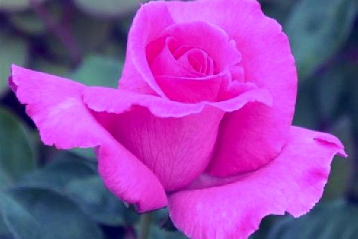 Rose, 23 — Escort in Melisey, France