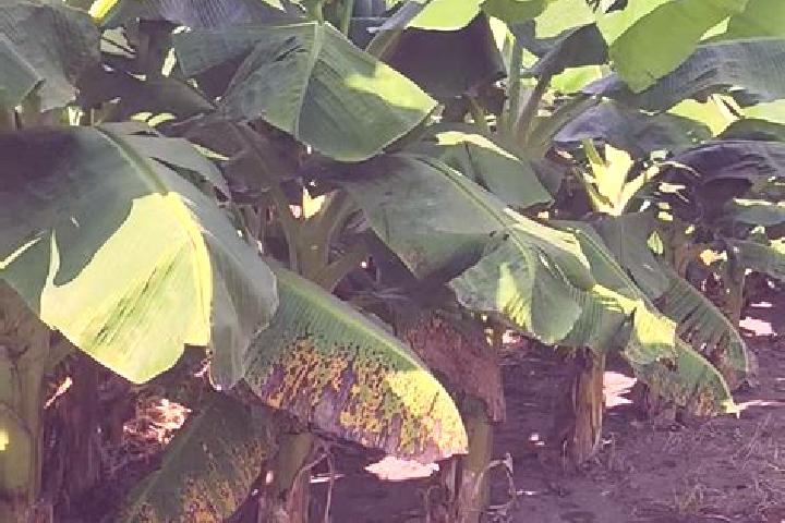 Rose, 28 — Escort in Mata de Platano, Mexico