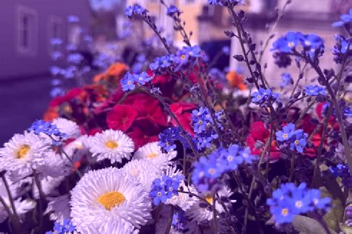 Rose, 33 — Escort in Dasing, Germany