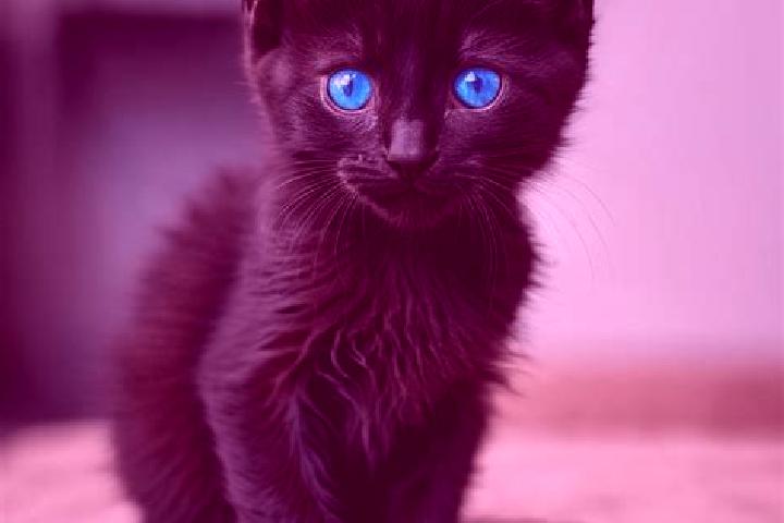 Ruby, 20, a black blue-eyed mediterranean companion based in Etauliers. Offering Roleplay, OWO, Domination. Available for incall and outcall, day and evening...