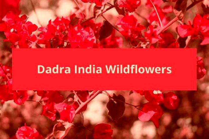 Ruby, 26 — Escort in Dadra, India