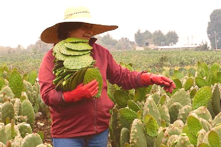 Ruby, 30 — Escort in La Nopalera, Mexico