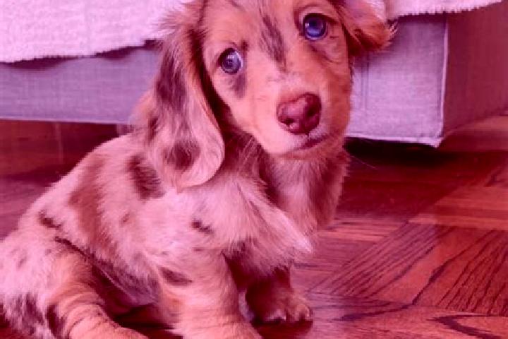 Sadie, 20, a chestnut blue-eyed mixed companion based in Dover. Offering OWO, Travel Companion, Dinner Date, Overnight, Duos. Available for incall and outcal...