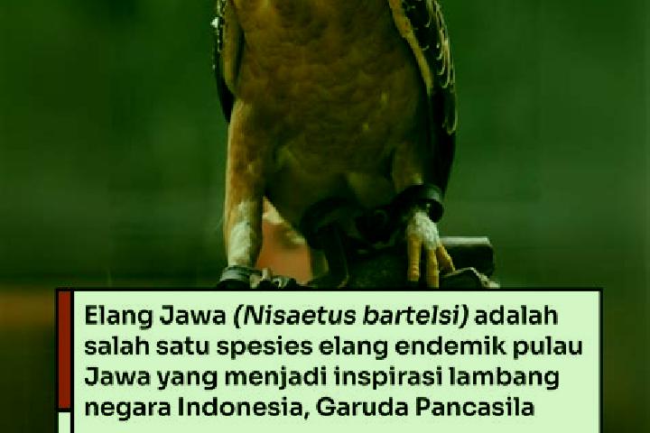 Sadie, 22 — Escort in Jambul, Indonesia