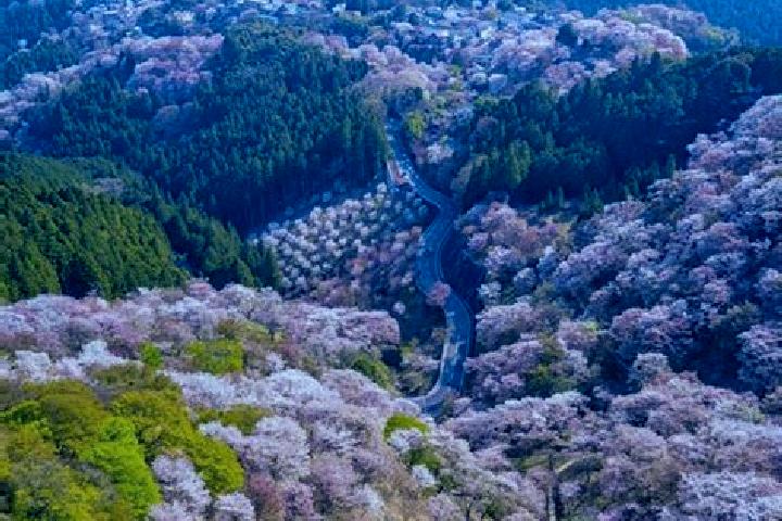 Sadie, 23 — Escort in Yoshino-cho, Japan