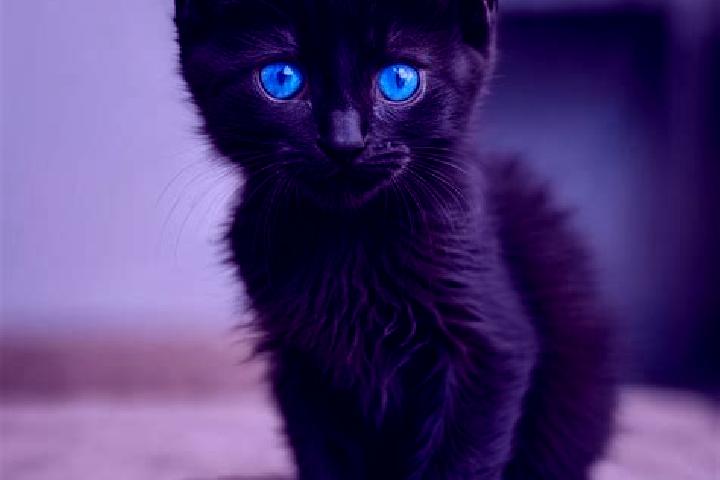 Sage, 25, a black blue-eyed caribbean companion based in Clovelly Trails. Offering Travel Companion, Fetish. Available for incall and outcall, day and evenin...