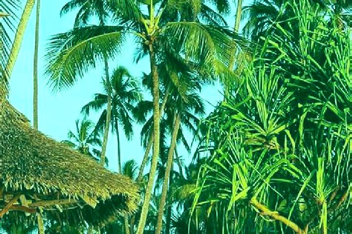 Sage, 39 — Escort in Lulindi, Tanzania