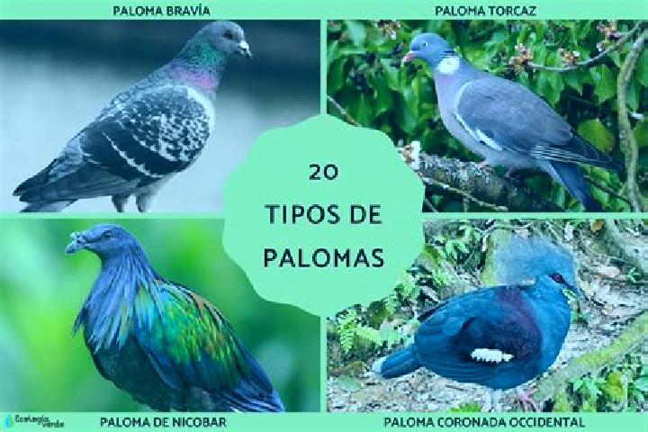Sienna, 30 — Escort in Las Palomas (Bajo Paloma), Mexico