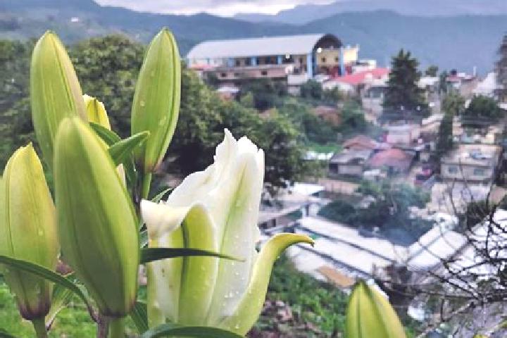 Sofia, 38 — Escort in Santa Maria Quiegolani, Mexico