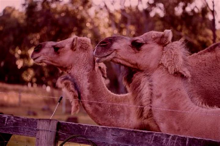 Sophia, 21 — Escort in Dromedary, Australia