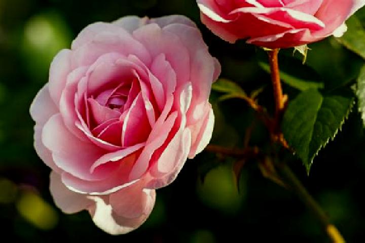 Sophia, 24 — Escort in Rosa de Castilla, Mexico
