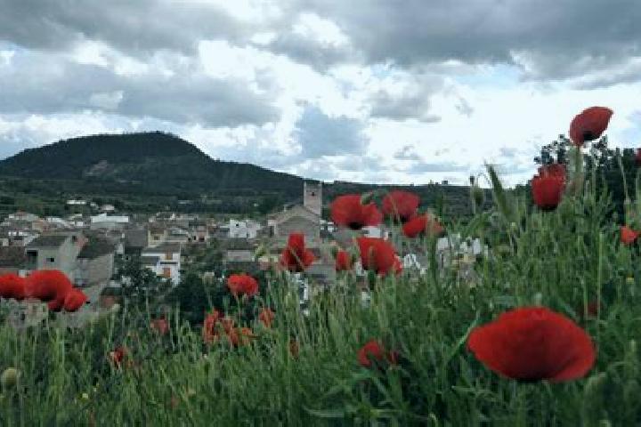 Stella, 28 — Escort in Bicorp, Spain