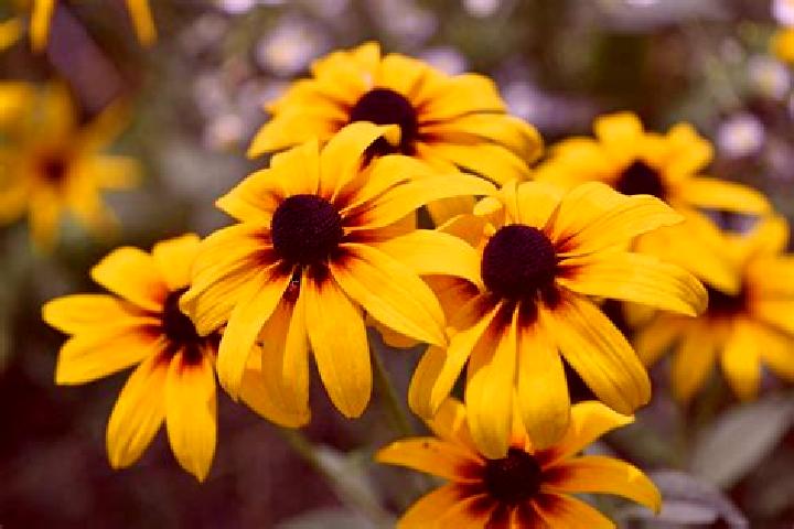 Stella, 36, a black dark-eyed mediterranean companion based in Auona. Offering Striptease, Girlfriend Experience, CIM, Massage, Domination. Available for inc...