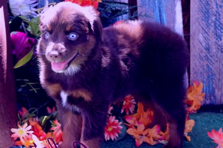 Stella, 39, a red blue-eyed caribbean companion based in Comunas. Offering Domination, OWO, Overnight, Couples. Available for incall and outcall, day and eve...