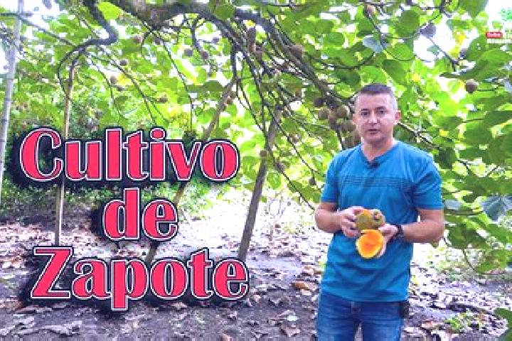 Victoria, 24 — Escort in Meson Zapote, Mexico