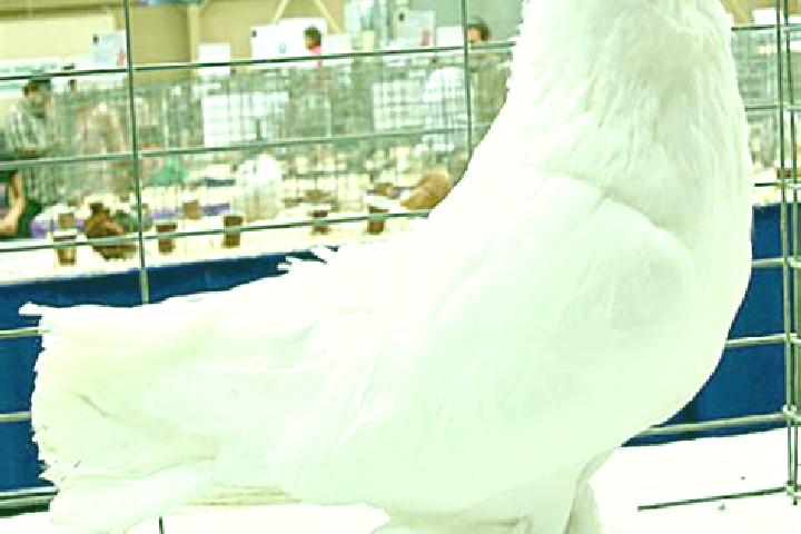 Victoria, 30 — Escort in White Pigeon, United States