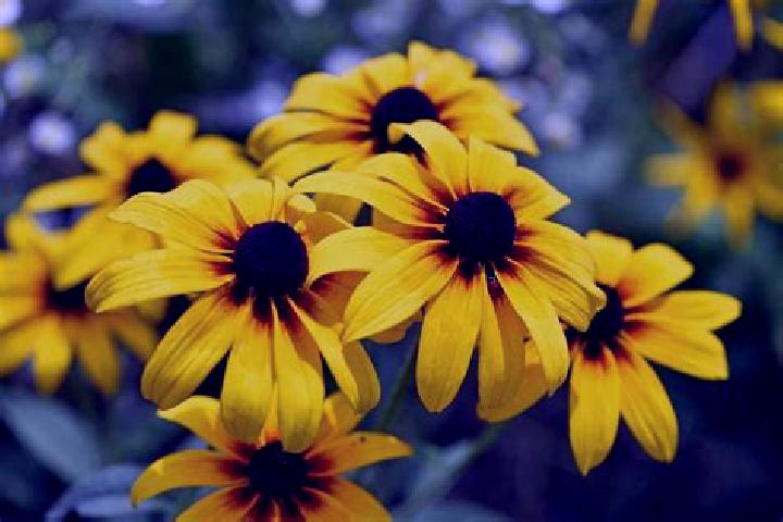 Victoria, 32, a black brown-eyed slavic companion based in Laceni. Offering Duos, OWO, A-Level, Prostate Massage. Available for incall and outcall, overnight...
