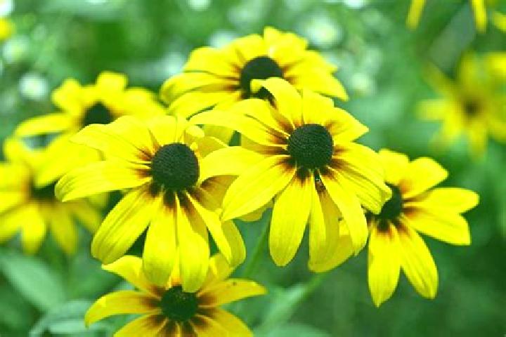 Victoria, 33, a black dark-eyed european companion based in Marmion. Offering 69, Overnight, Roleplay. Available for incall and outcall, day and evening dates.
