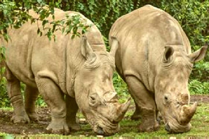 Victoria, 39 — Escort in Cilimus Kulon, Indonesia