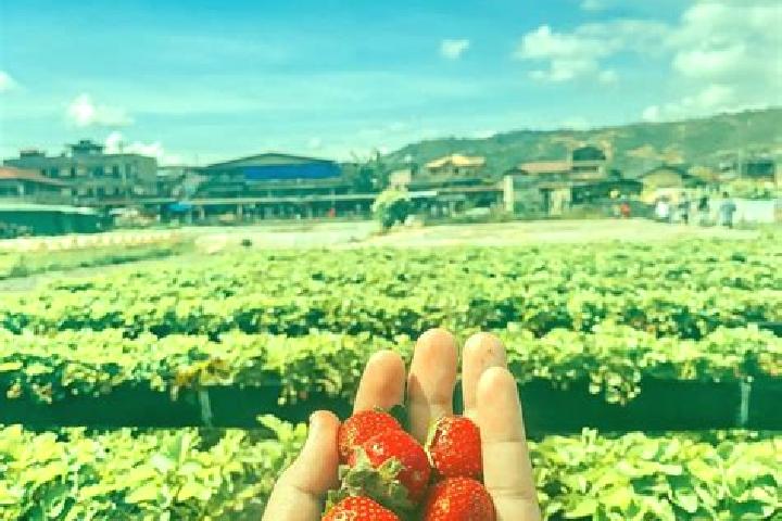 Violet, 20 — Escort in Naka-kawabe, Japan