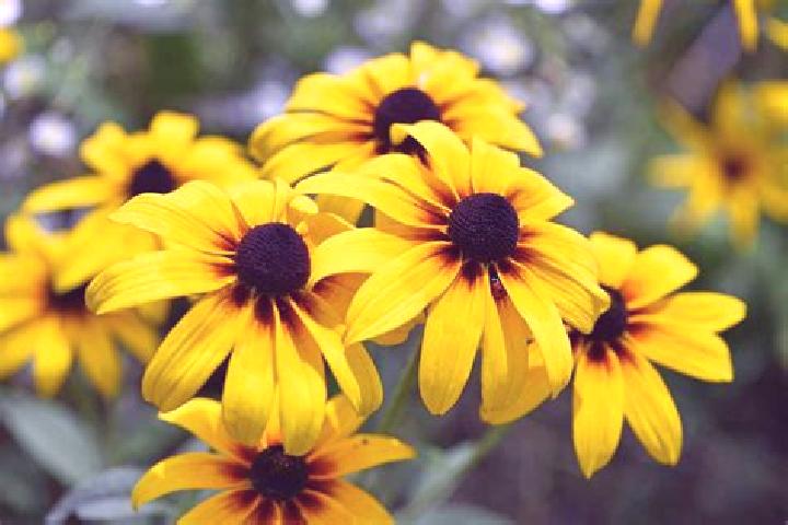 Violet, 27, a black grey-eyed asian companion based in Liebstedt. Offering Deep French Kissing, GFE, Fetish, Erotic Massage, 69. Available for incall and out...