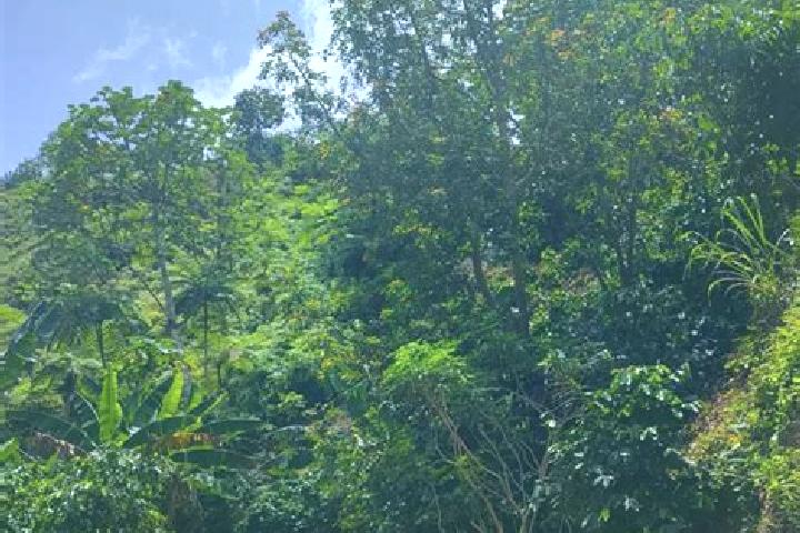 Violet, 27 — Escort in Adjuntas, Puerto Rico