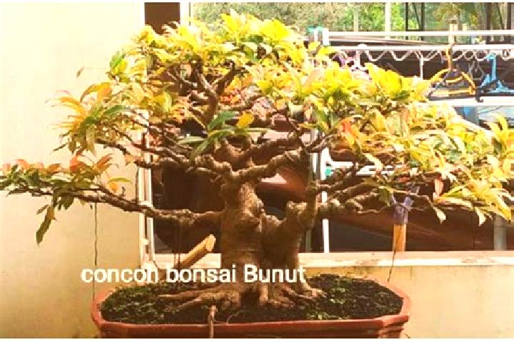 Violet, 28 — Escort in Bunut, Indonesia