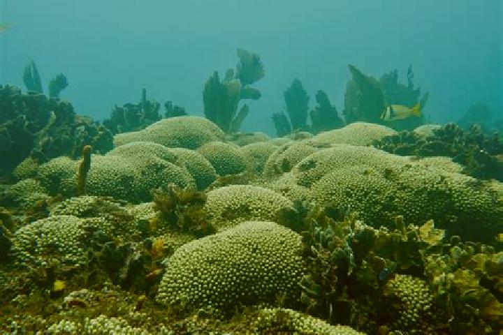 Violet, 28 — Escort in Forest Reefs, Australia