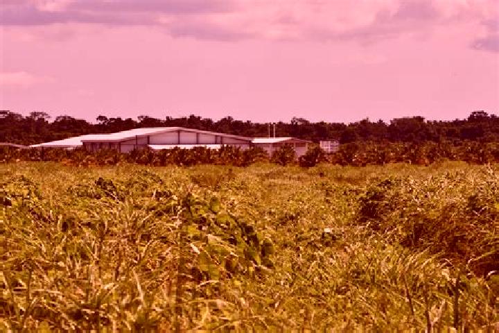 Violet, 32 — Escort in Guinea Grass, Belize