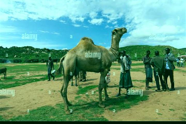 Violet, 35 — Escort in Babile, Ethiopia