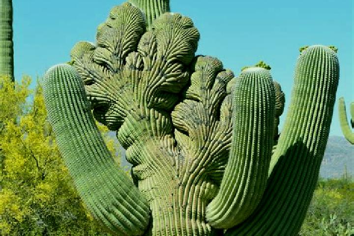 Willow, 20 — Escort in Cactus, United States