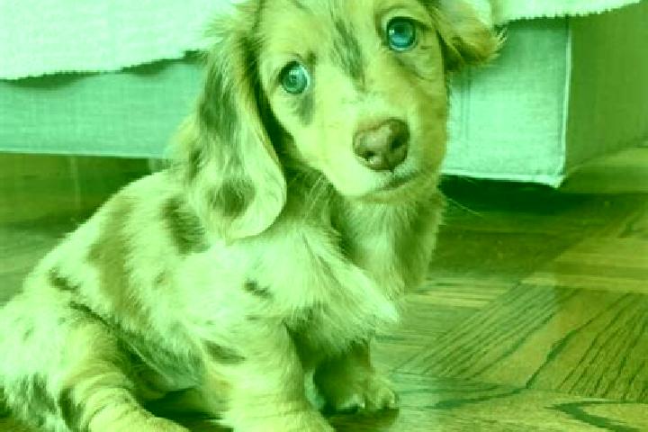 Willow, 22, a chestnut blue-eyed mixed companion based in Lihue. Offering OWO, GFE, Travel Companion, Duos. Available for incall and outcall, day and evening...