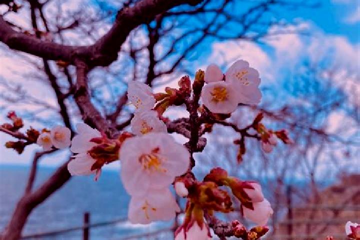 Willow, 22 — Escort in Kamoenai, Japan