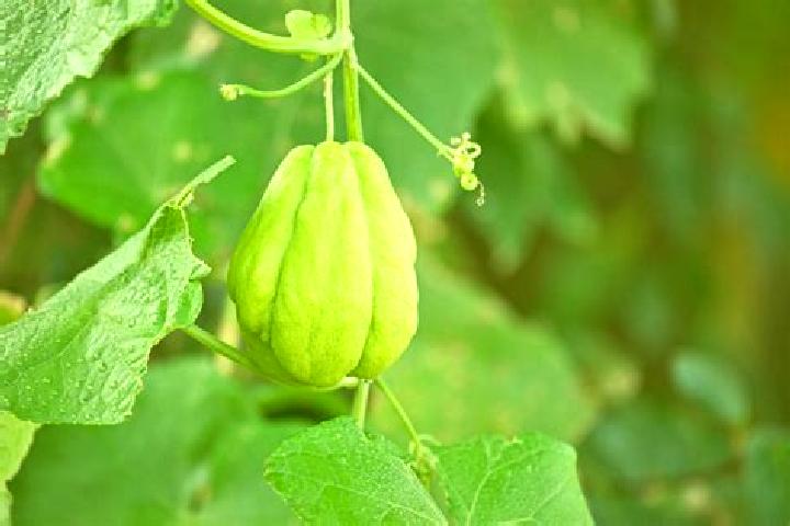 Willow, 29 — Escort in El Chayote, Mexico