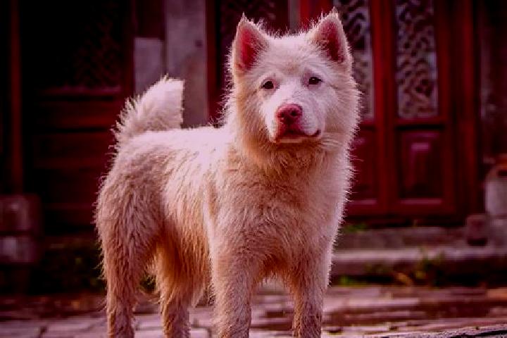 Willow, 32 — Escort in Xiasi, China