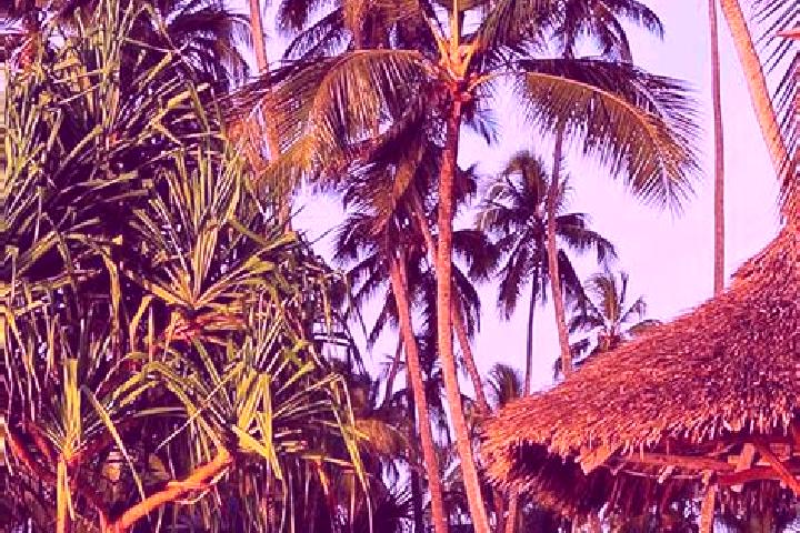 Willow, 36 — Escort in Same, Tanzania