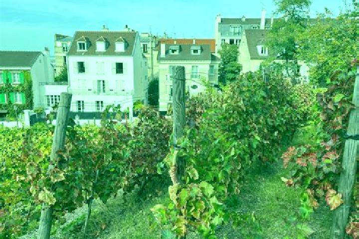 Willow, 39 — Escort in Les Rues-des-Vignes, France