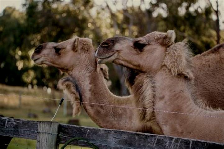 Zoe, 23 — Escort in Dromedary, Australia