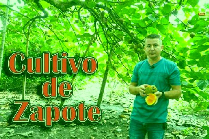 Zoe, 39 — Escort in Meson Zapote, Mexico