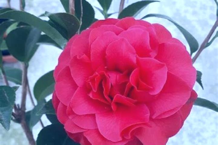 Zoey, 27 — Escort in Camelia Roja, Mexico